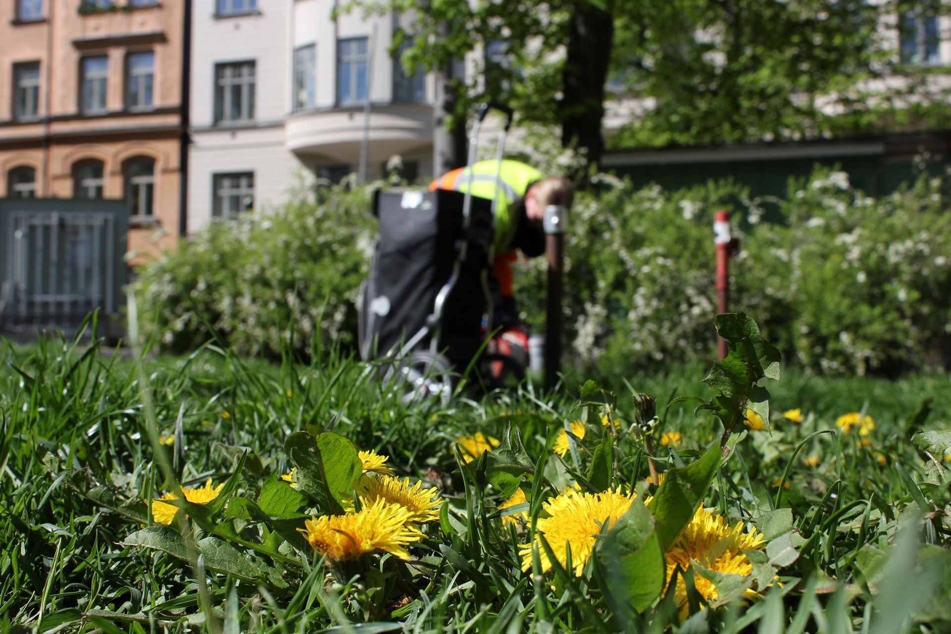 US08001 Park Gräsmatta